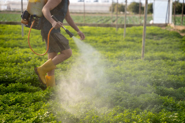 Best Pest Removal Services  in Boutte, LA