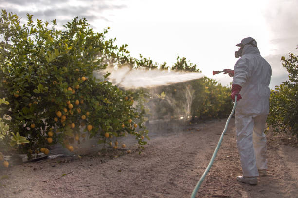 Best Flea Control Services  in Boutte, LA