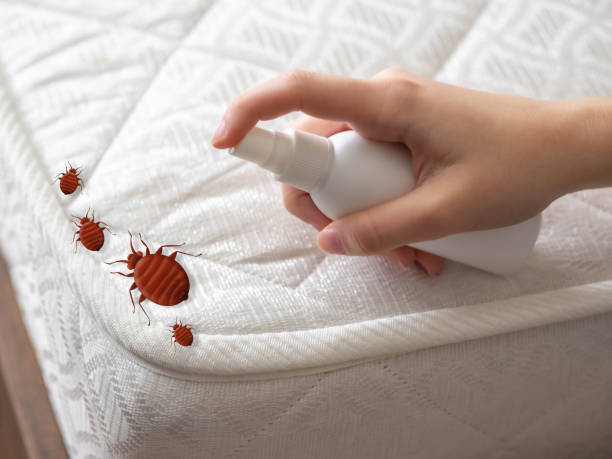Best Spider Control Near Me  in Boutte, LA
