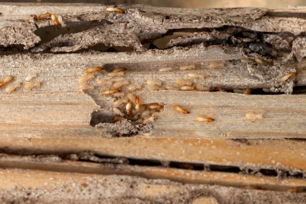 Best Mosquito Control Services  in Boutte, LA
